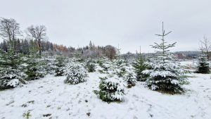 Winterwald: Die Pflanzung mit den Weihnachtsbäumen der Hospitalstiftung in Pretschenreuth im Landkreis Hof. (Bild: D. Müller)