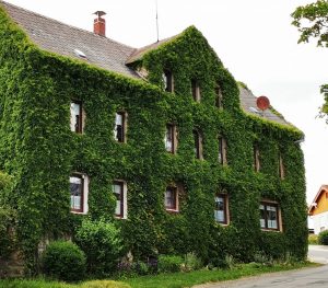 Zu sehen ist ein Haus dessen Fassade komplett bewachsen ist und somit erscheint es als grünes Haus.