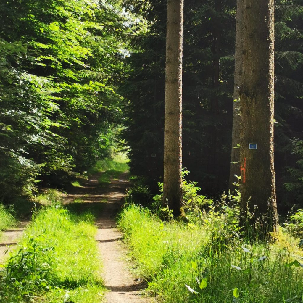 Idyllischer Waldweg im Hofer Land