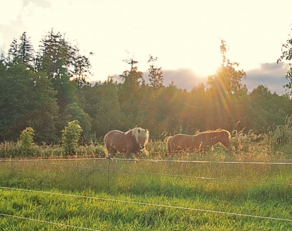 Zwei braune Pferde grasen in der untergehenden Sonne auf der Weide