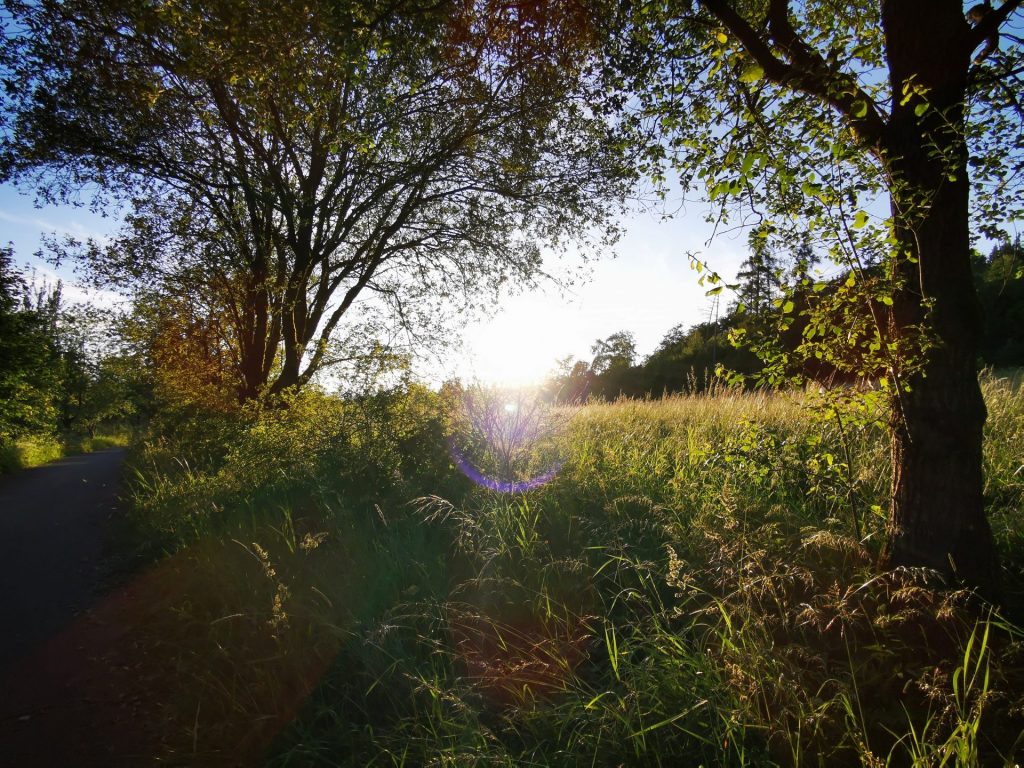 Spot bei der Landkreisumrundung: Die untergehende Sonne wirft Strahlen in einen Wald