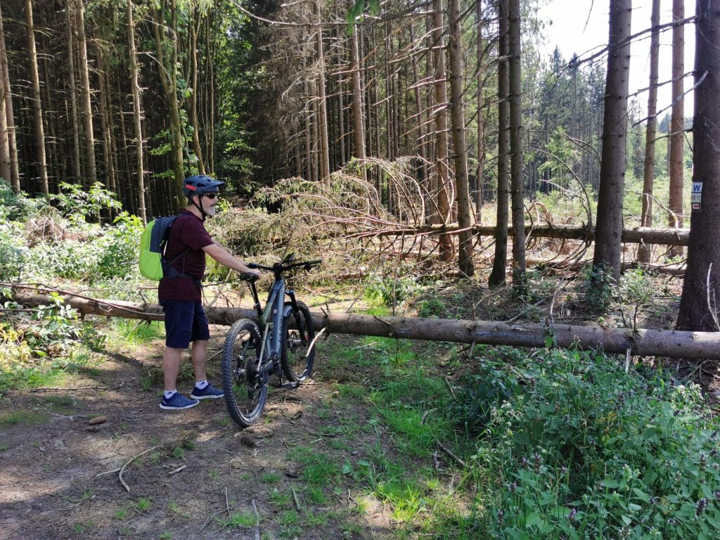 Umgefallene Bäume im Wald