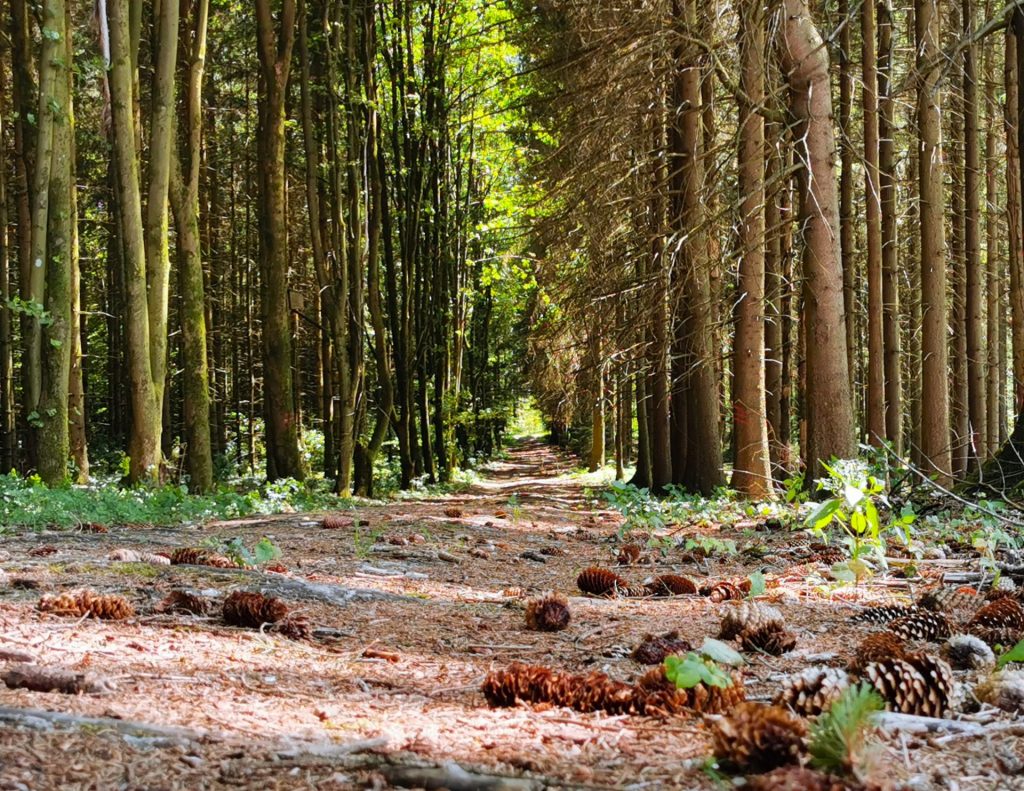 Radweg durch den Wald