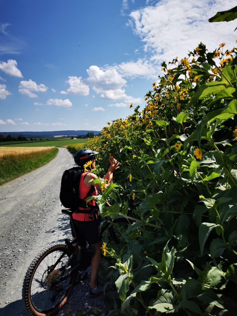 Radfahrerin steht neben Sonnenblumenfeld