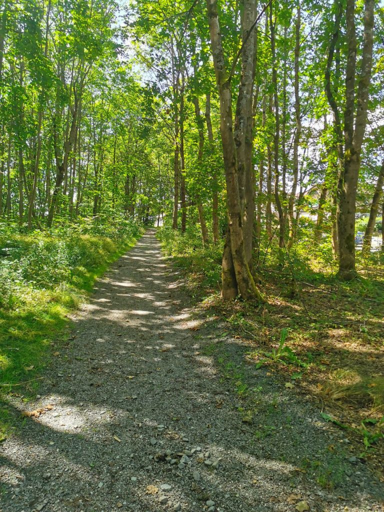 Radweg im Wald