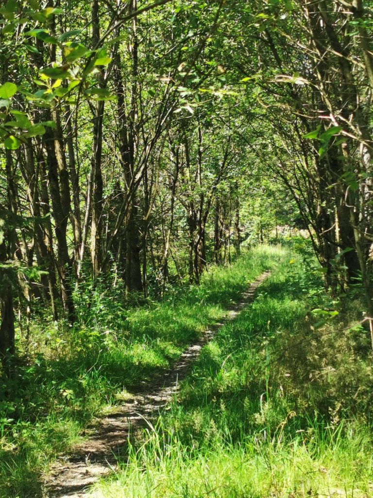 Waldweg