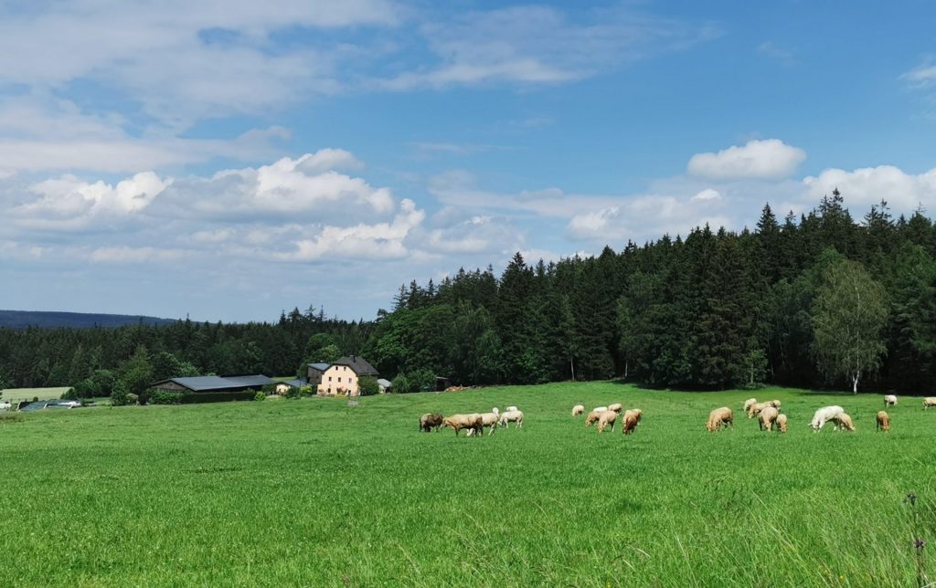 Kühe auf einer grünen Weide