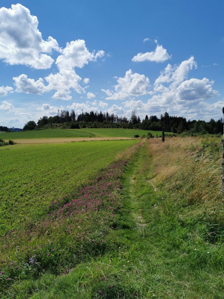 Radweg am Feldrand