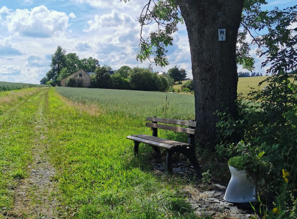 Pflanzen in einer Toilette am Wegesrand