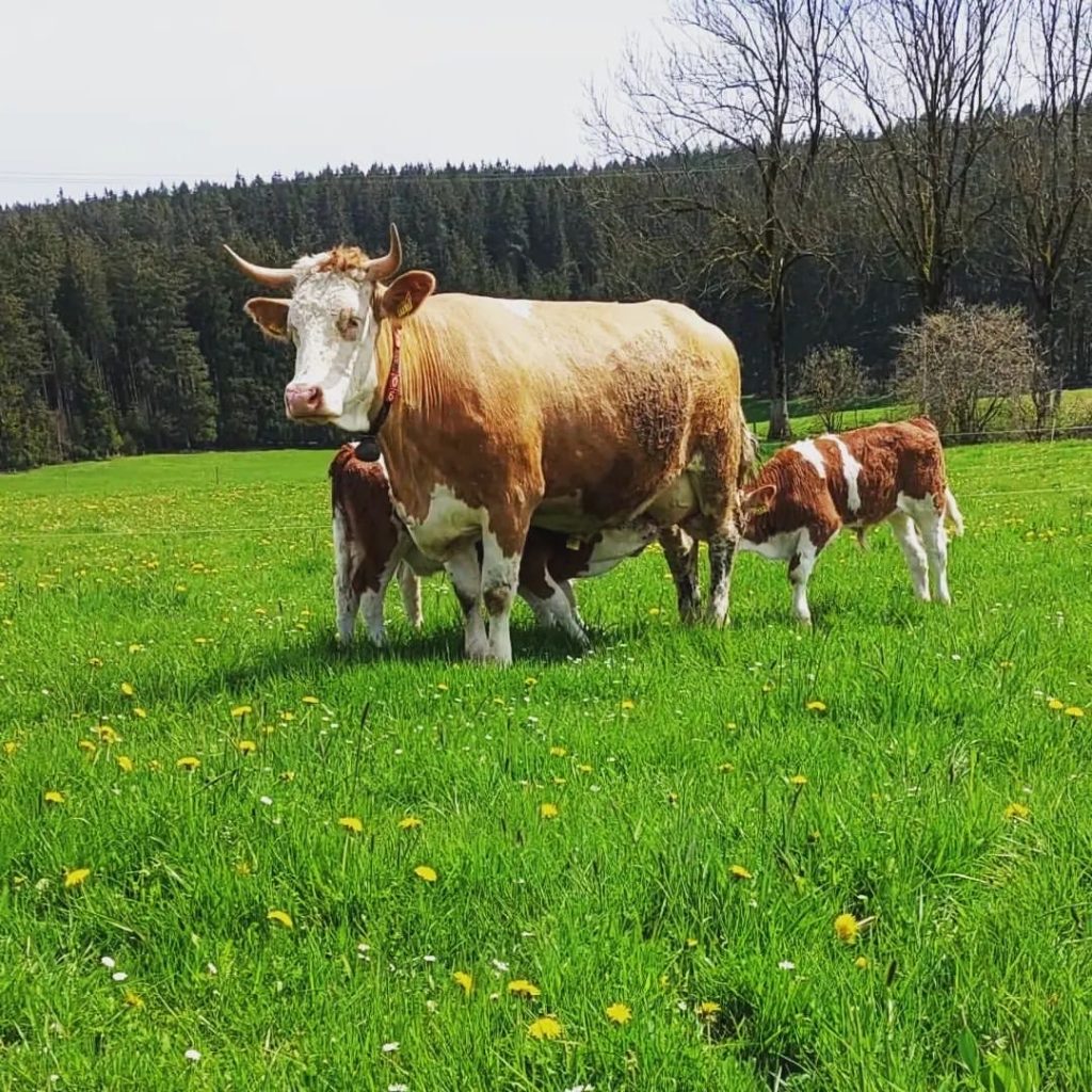 Kühe auf der Weide im Frankenwald