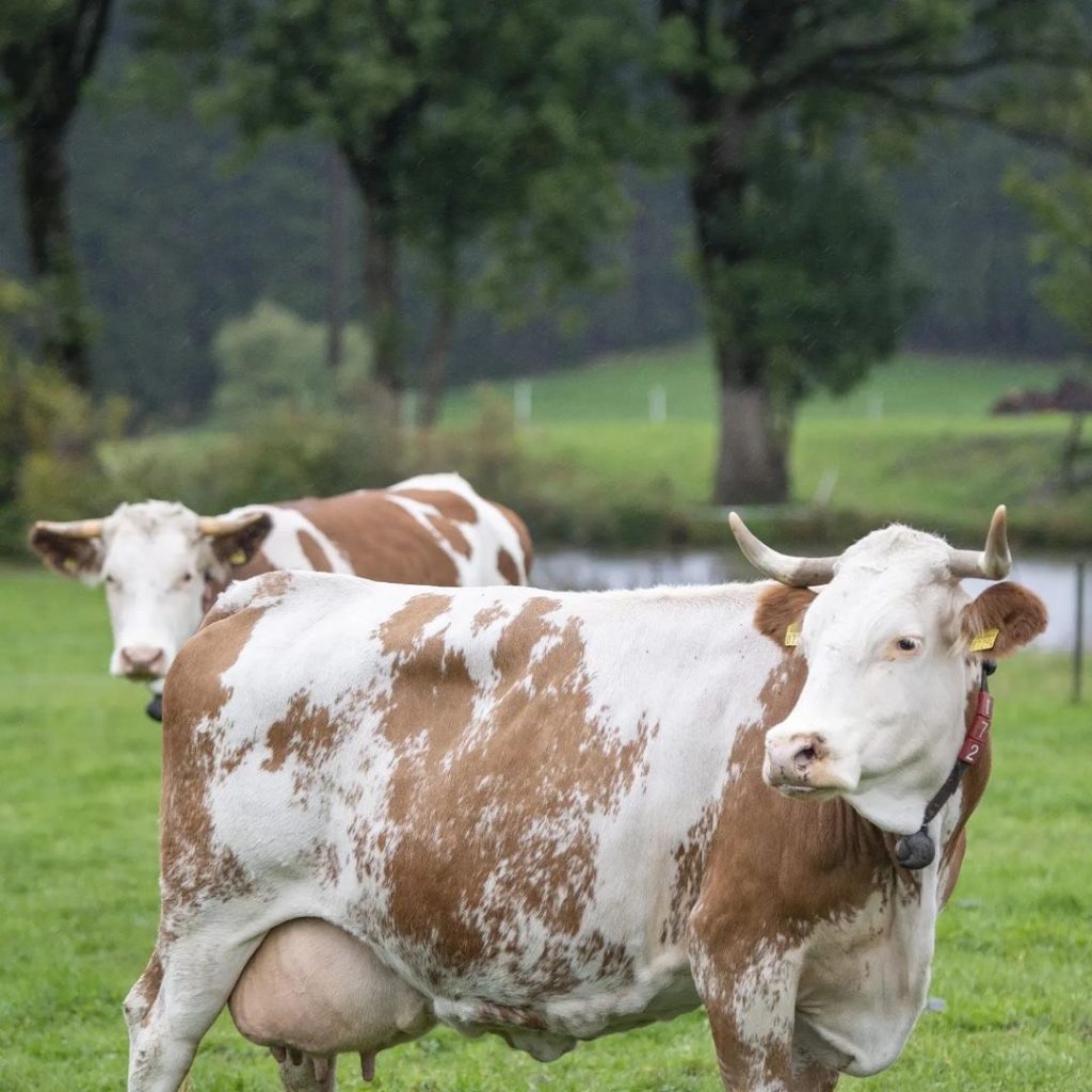 Zwei Kühe auf der Weide