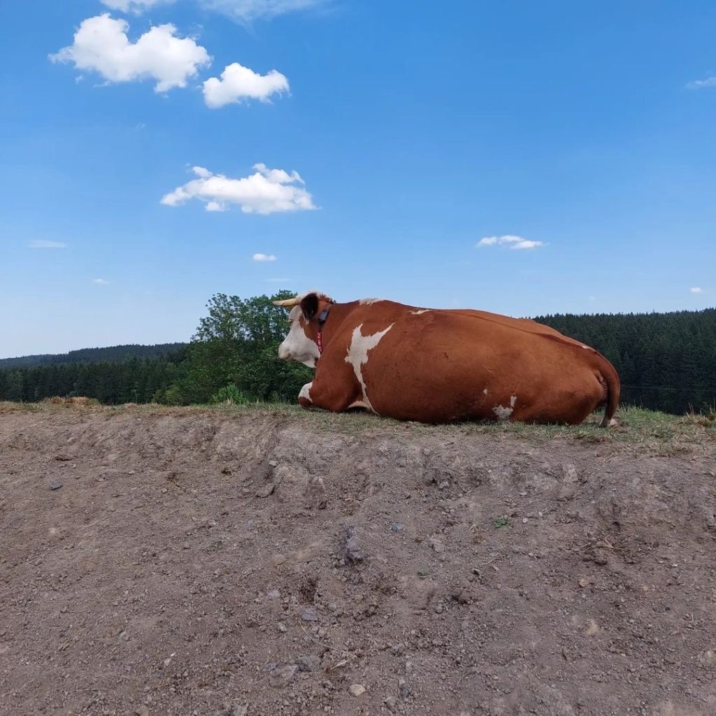 Kuh liegt auf Berg Erde