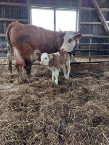 Kuh mit ihrem Kalb im Stall