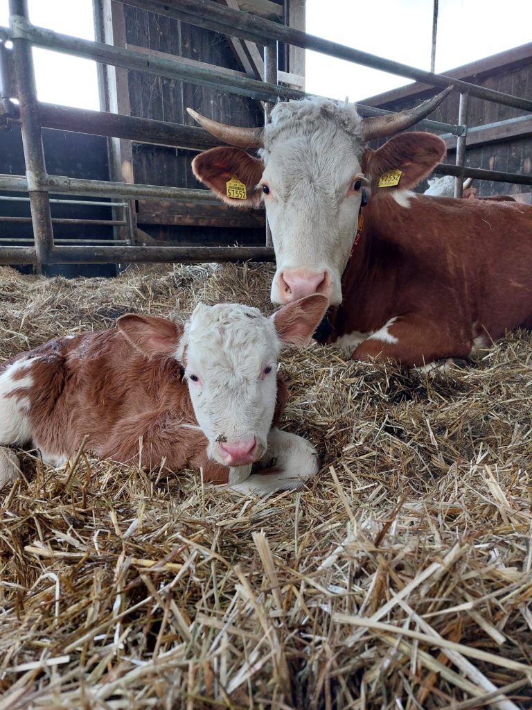 Kuhmutter mit ihrem Kalb