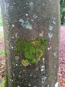 Baumstamm mit herzförmigem Moosbewuchs