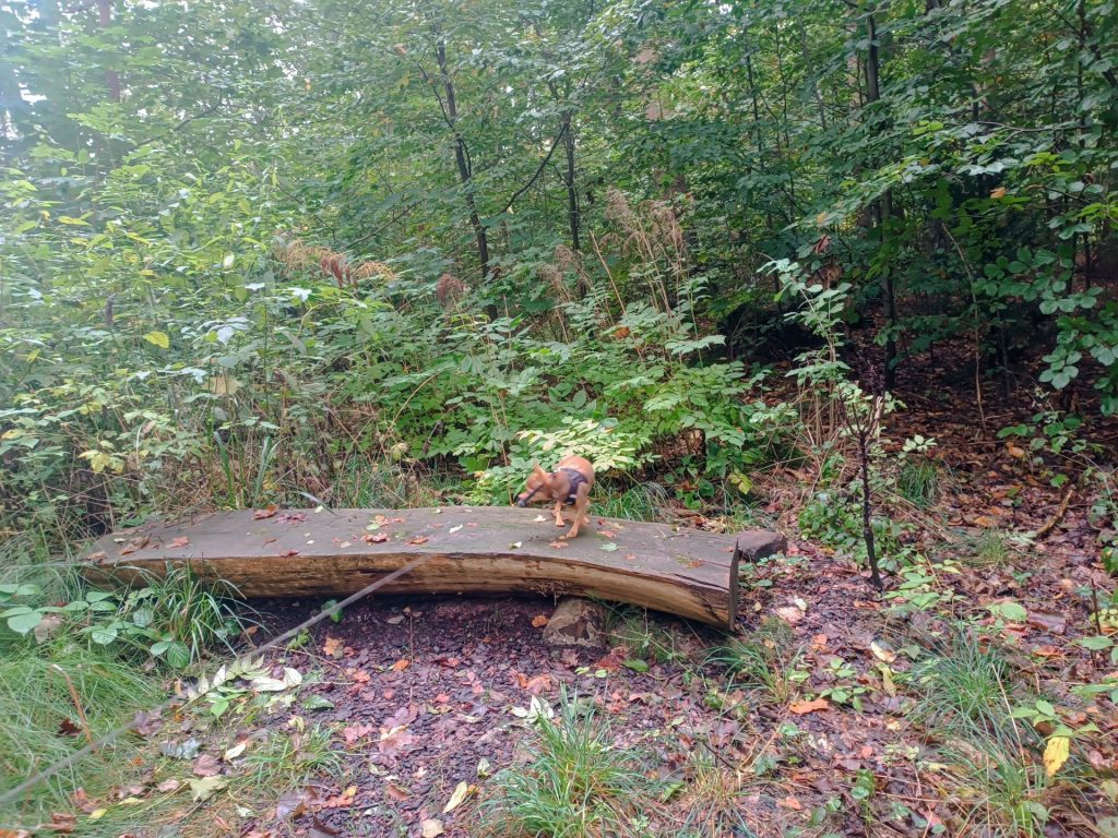 Das Foto zeigt Energieplatz Stärke. In der Mitte sieht man eine Bank, auf der ein kleiner, brauner Hund der Rasse Chihuahua steht.